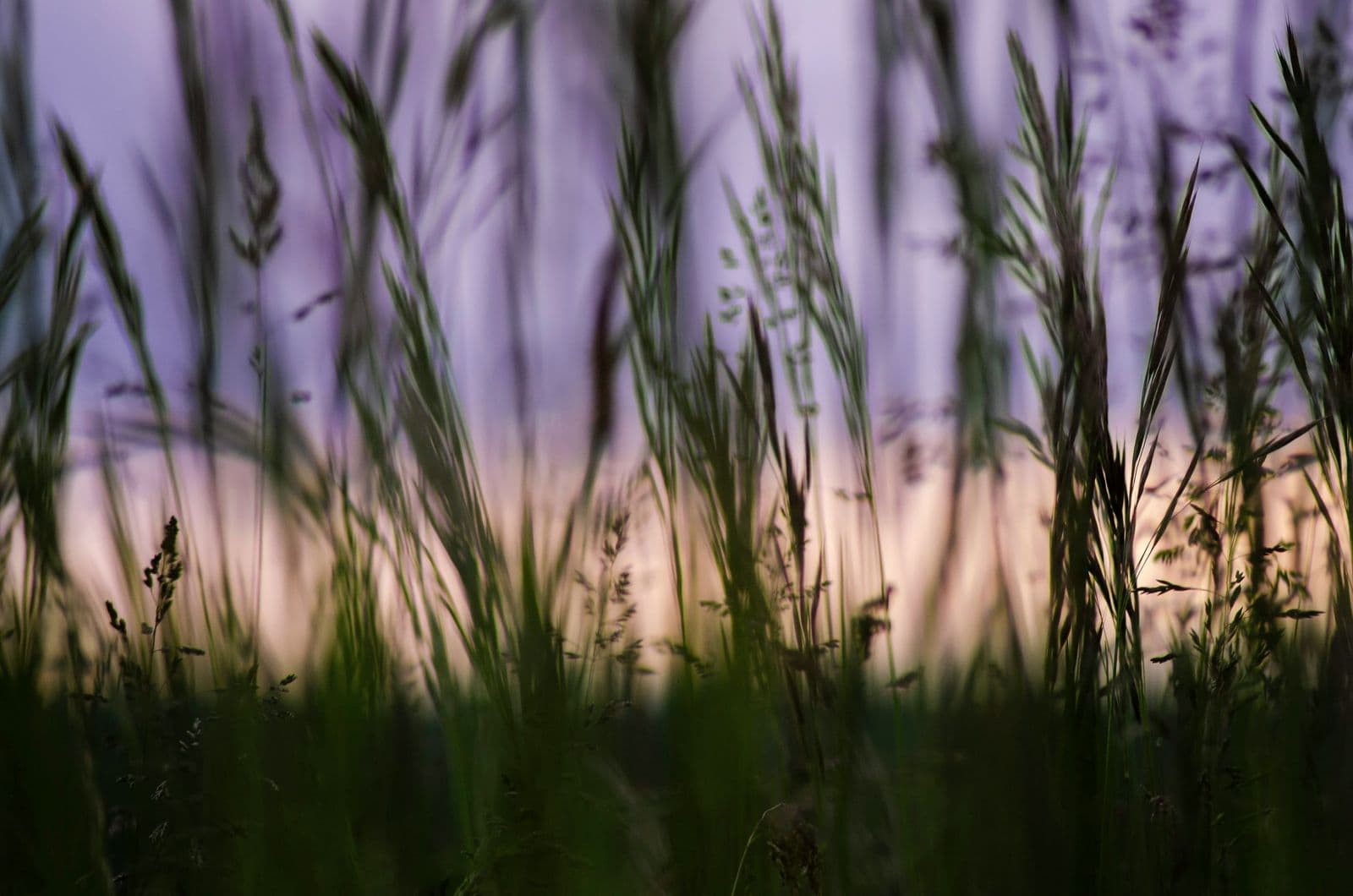 Tall grass seed heads silhouetted against a purple and pink sky at dusk.
