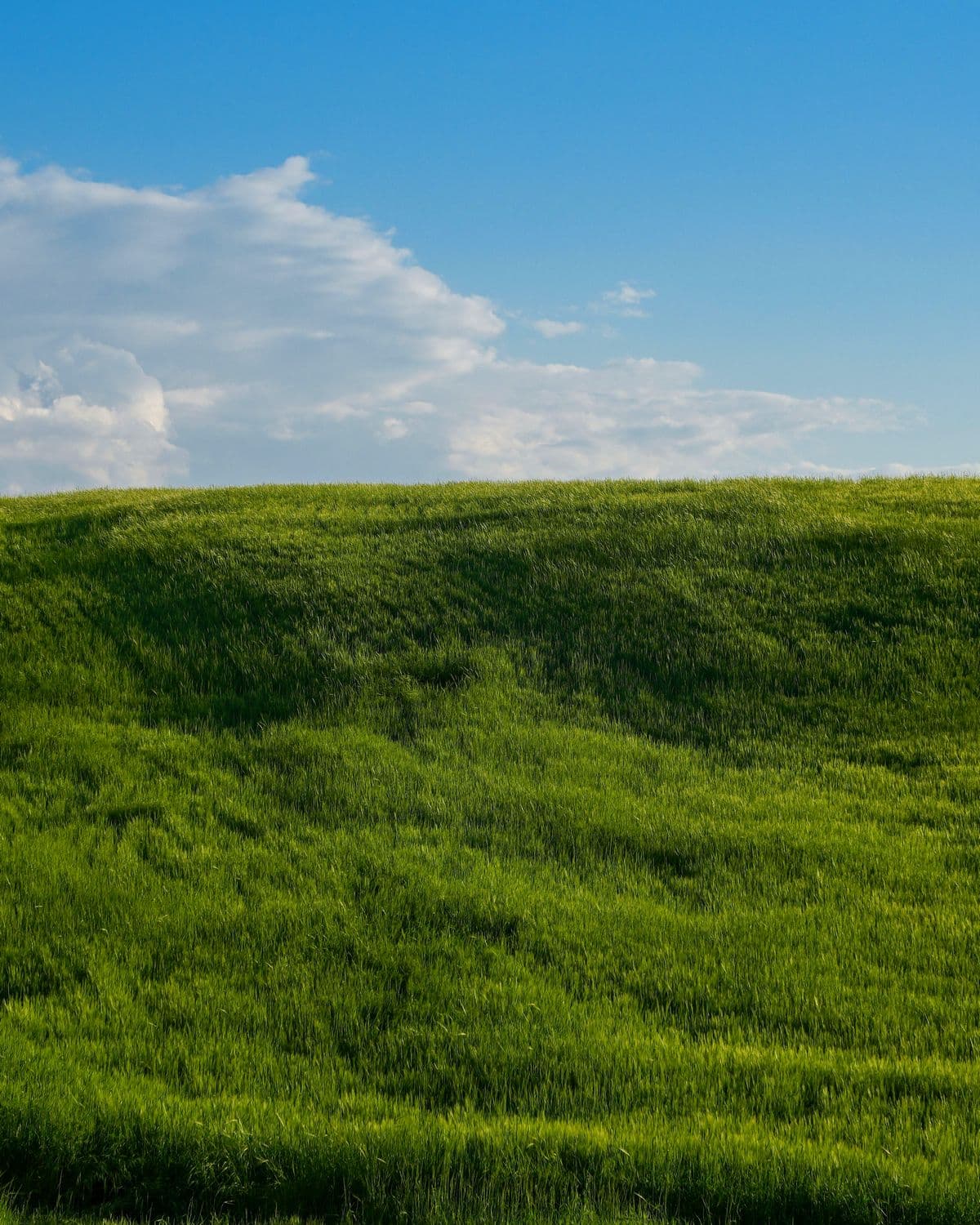 A grassy hillside under a blue sky