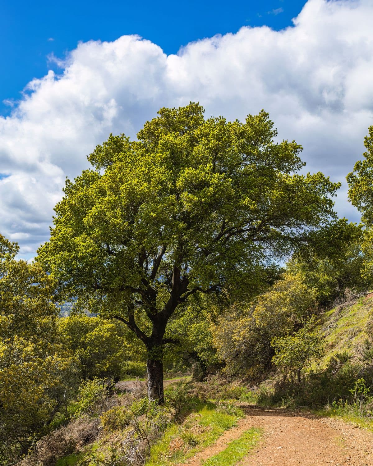 An oak tree in spring beside a hiking trail