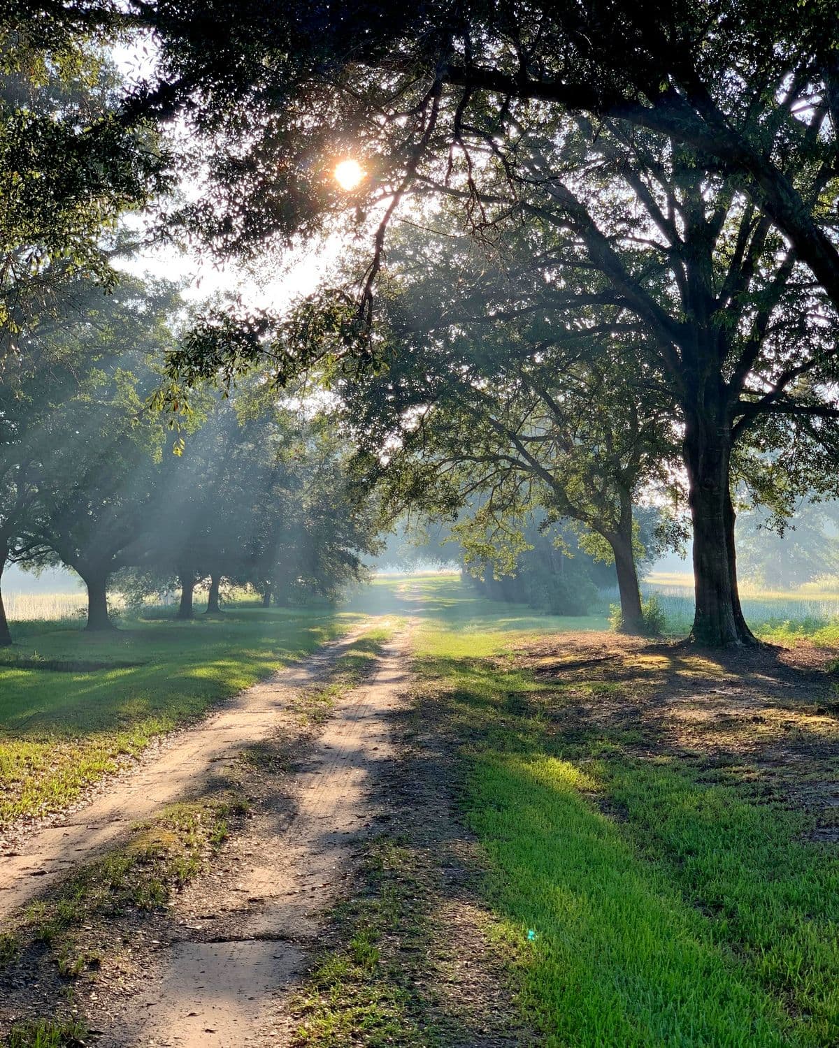 Morning sun through oak trees along a dirt road