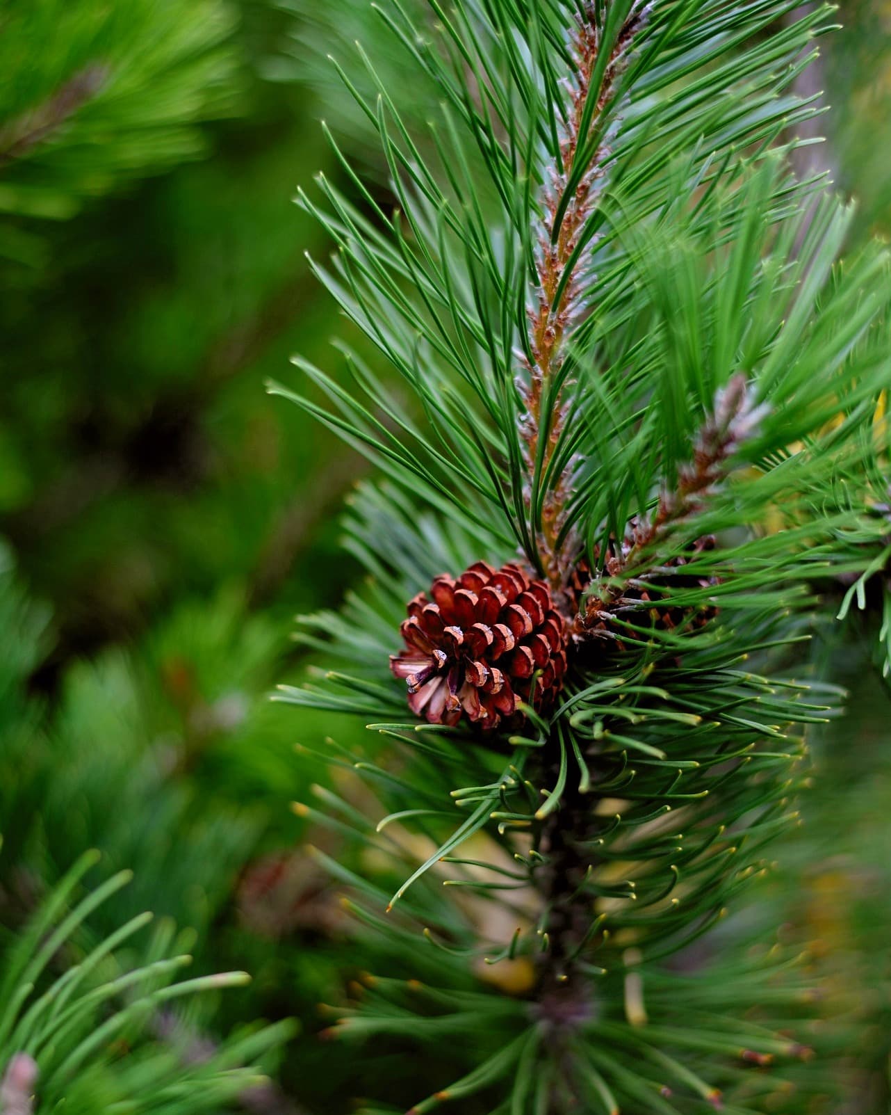 A small pine cone on a pine branch