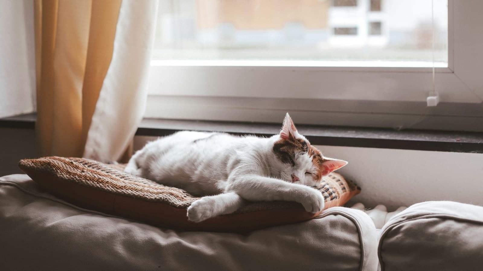 A white and orange cat asleep on a woven cushion on a sofa by a sunny window.