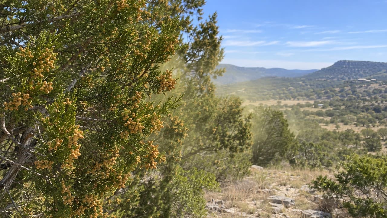 A male Ashe juniper, the mountain cedar behind cedar fever, covered in pollen cones as pollen drifts across a Texas Hill Country valley.