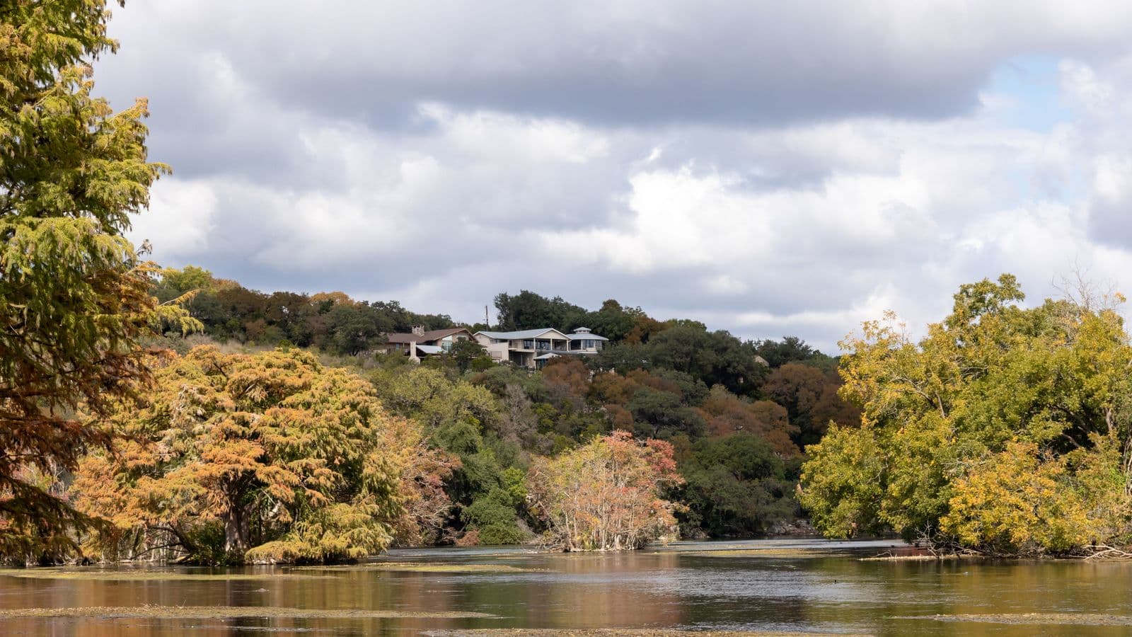 Bald cypress trees in fall color along a river below a wooded Texas Hill Country hillside.