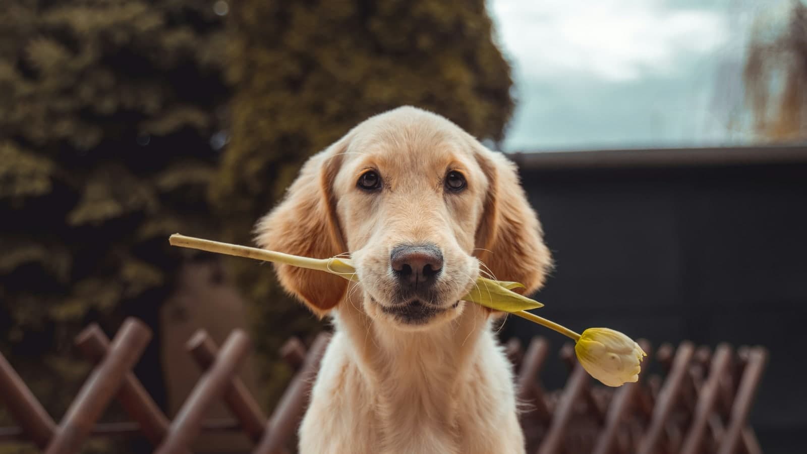 Pet Allergy Treatment: Cat & Dog Allergy Shots
