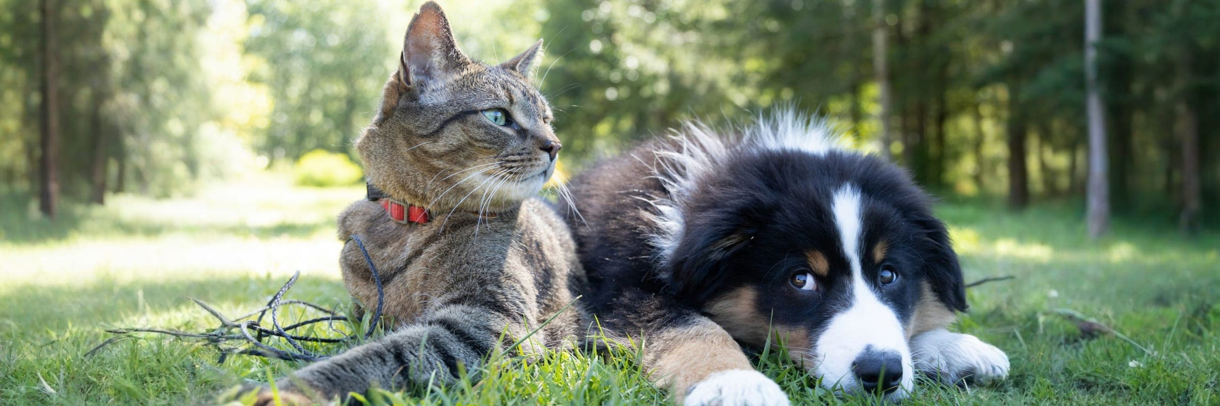A cat and dog laying next to each other in grass