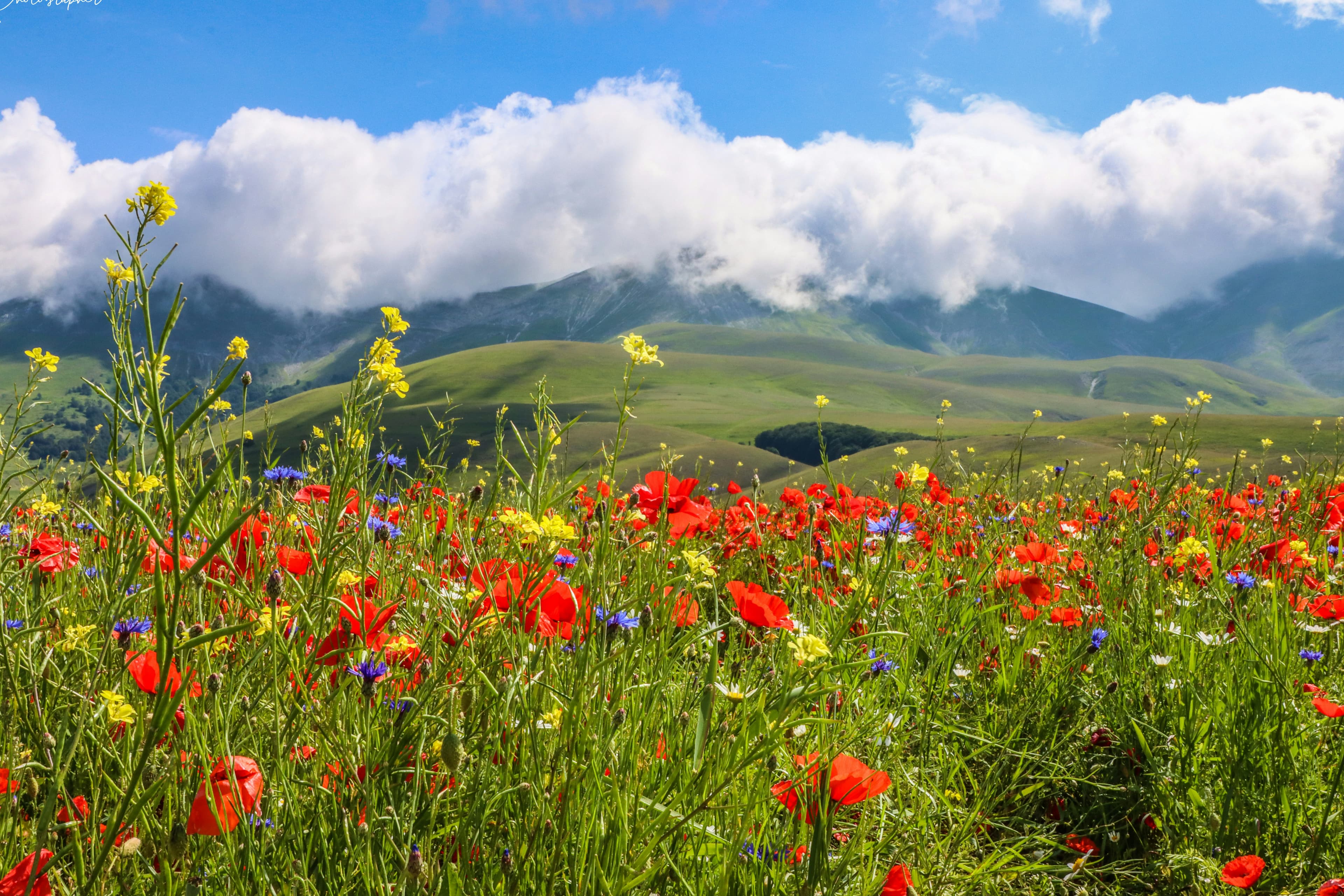 Allergy Shots & Allergy Immunotherapy: A Full Guide