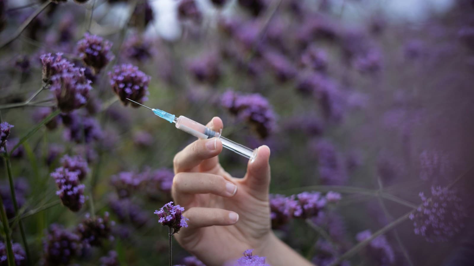 A hand holding a syringe among purple flowers in a field.