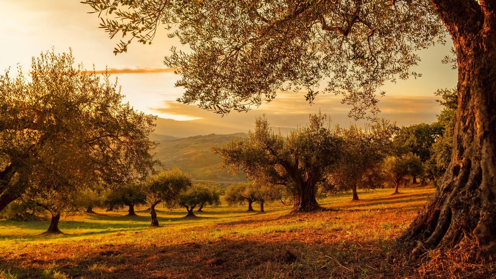 Olive trees with gnarled trunks spread across a grassy hillside grove at sunset, with rolling hills in the distance